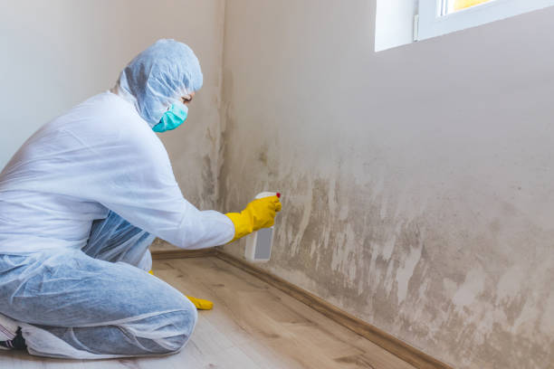 Professional mold removal team in Sumner