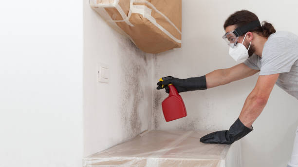 Basement Mold Remediation treatment on basement walls in Sumner